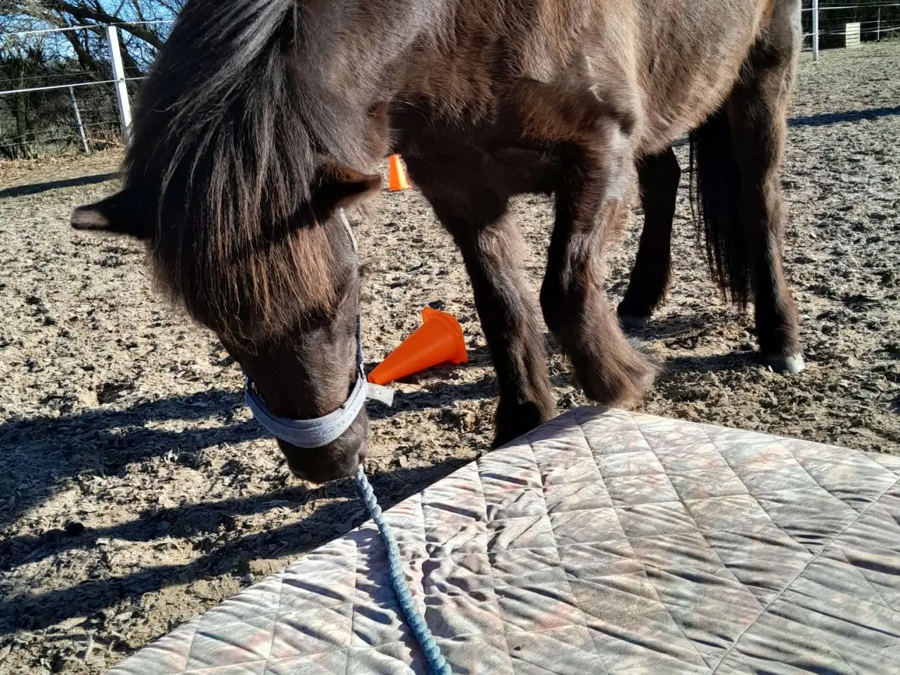 Billede 2 - Kola fra øen 