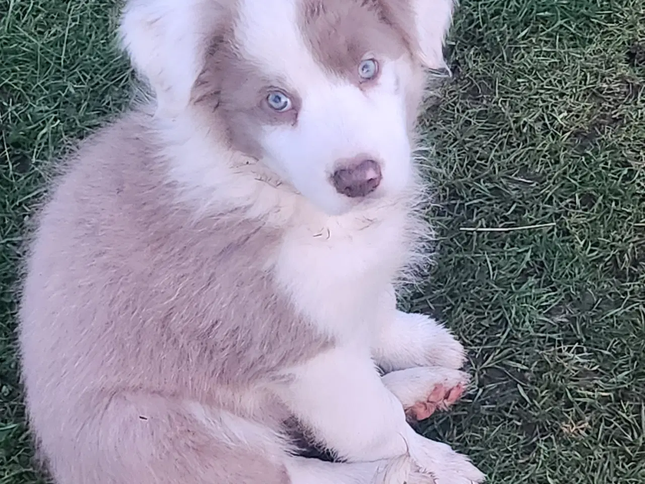 Billede 2 - Border collie/ Australien Shepherd mix