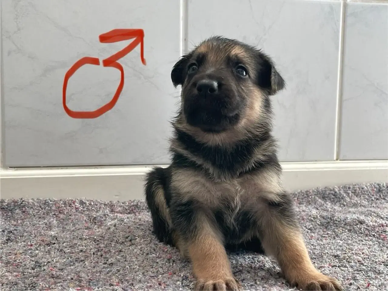 Billede 8 - Skønne schæferhundehvalpe