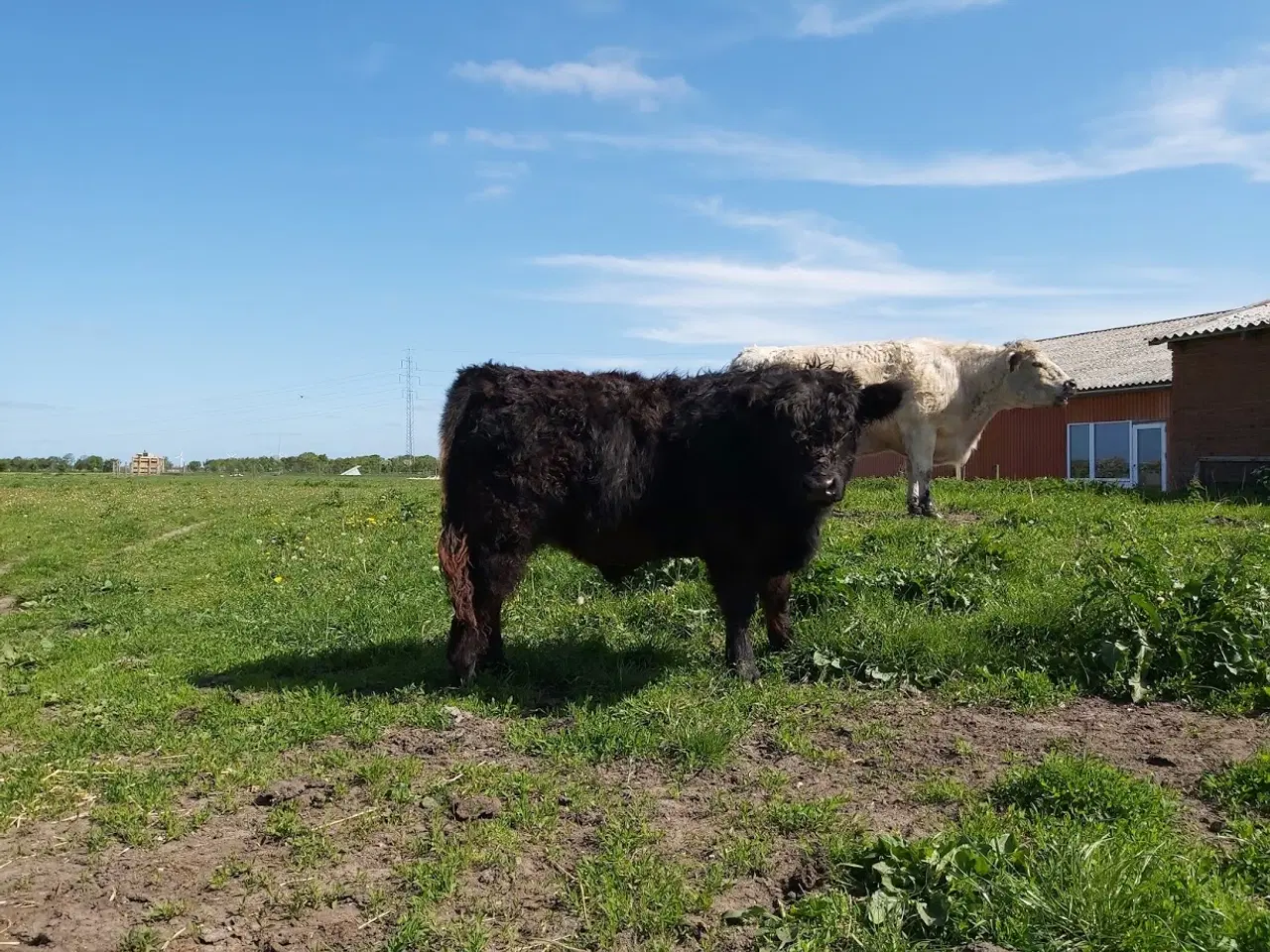 Billede 1 - Oksefars fra galloway