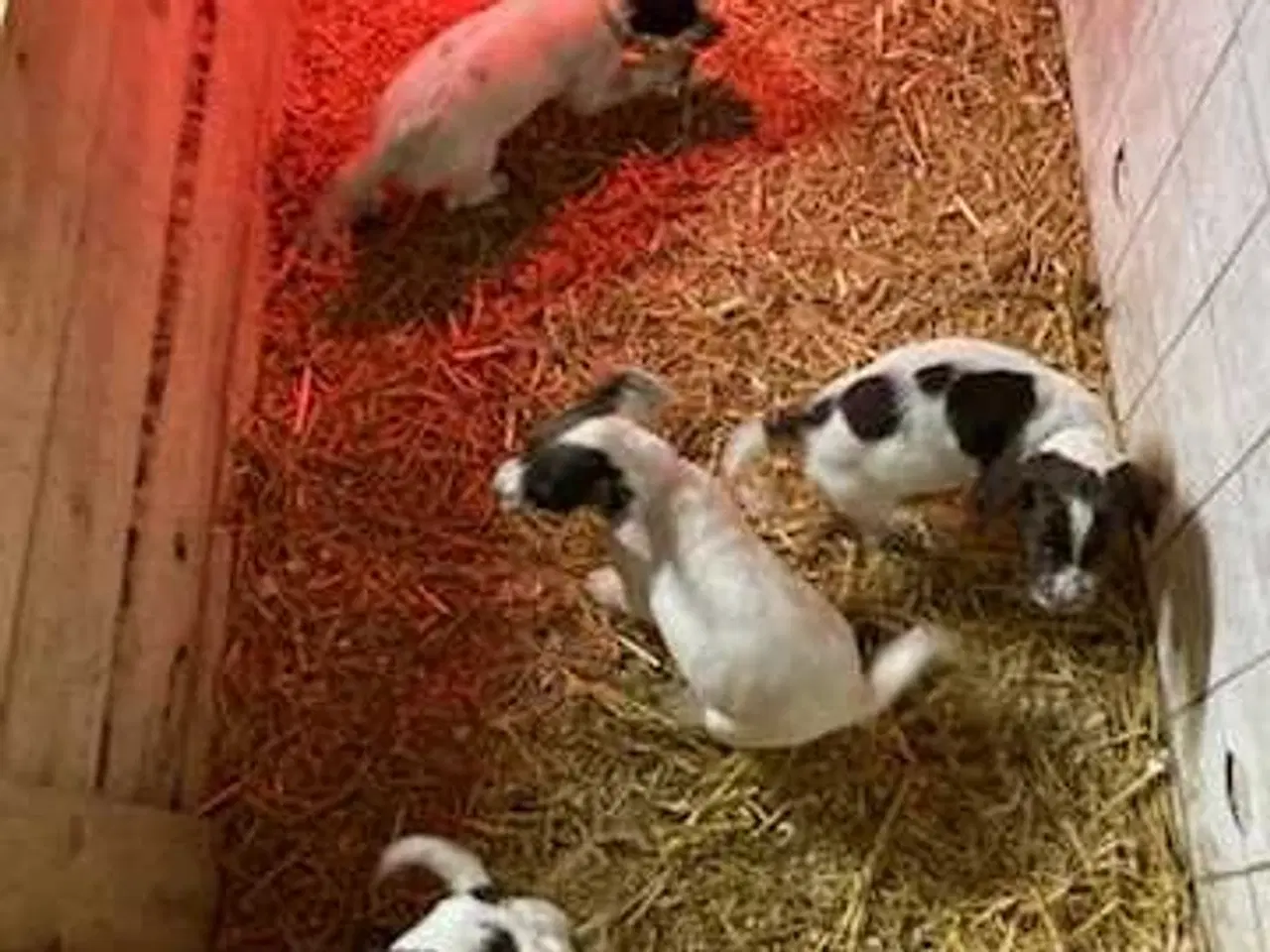 Billede 2 - Springer Spaniel hvalpe 