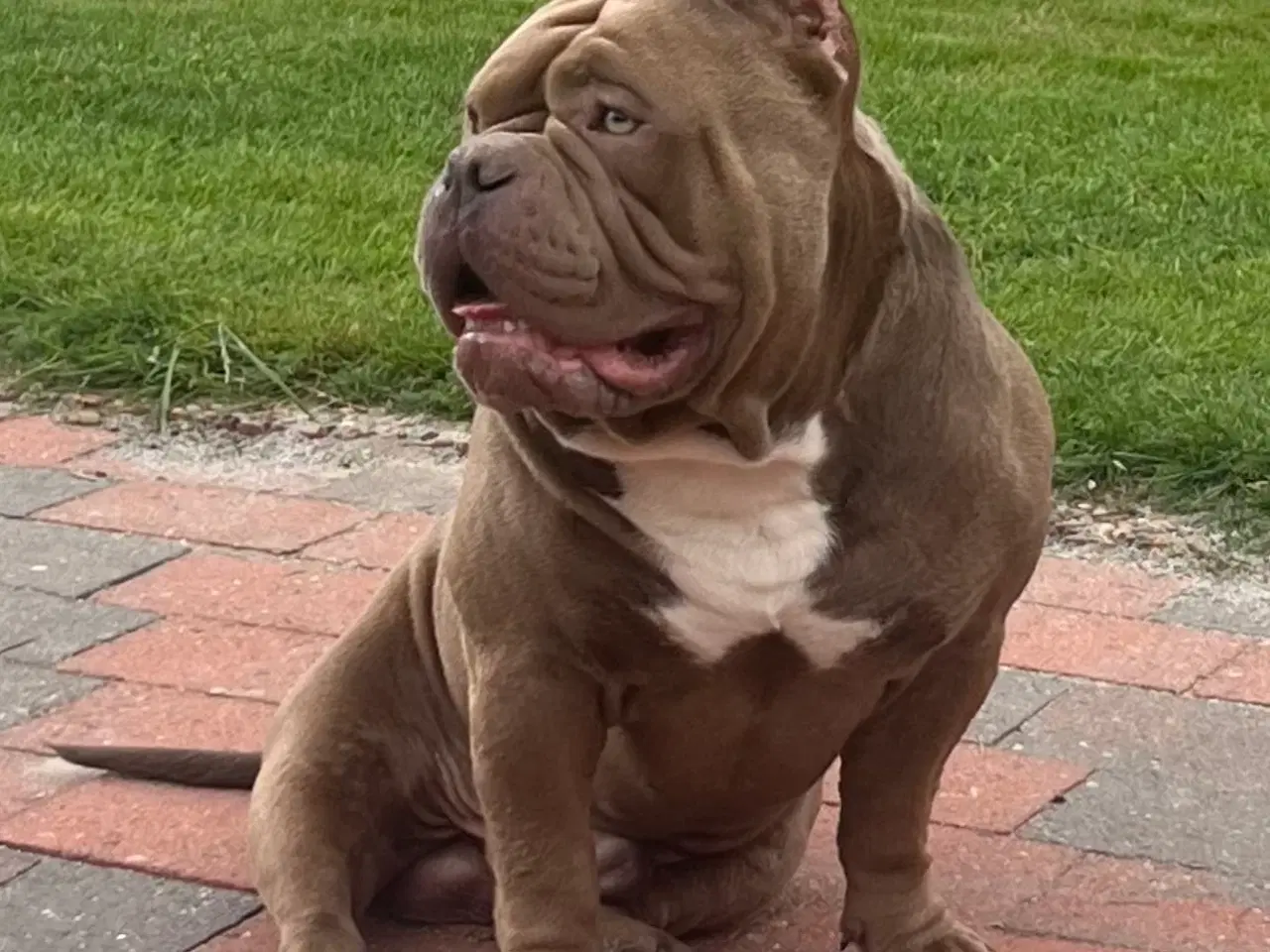 Billede 2 - AVL – American Pocket Bully hanhund med ABKC stamt