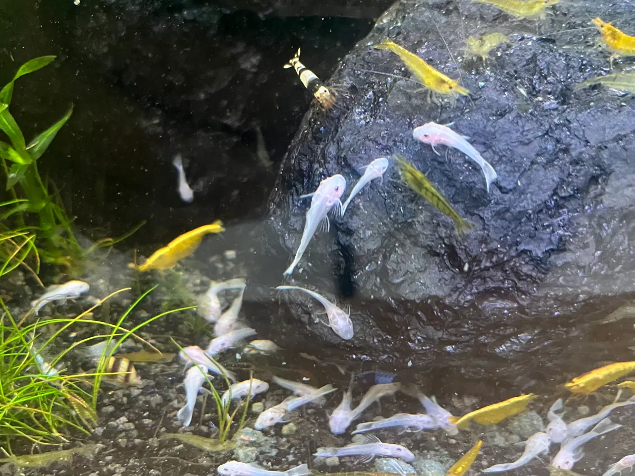 Billede 1 - Snowwhite - L144 - Ancistrus - Sugemalle