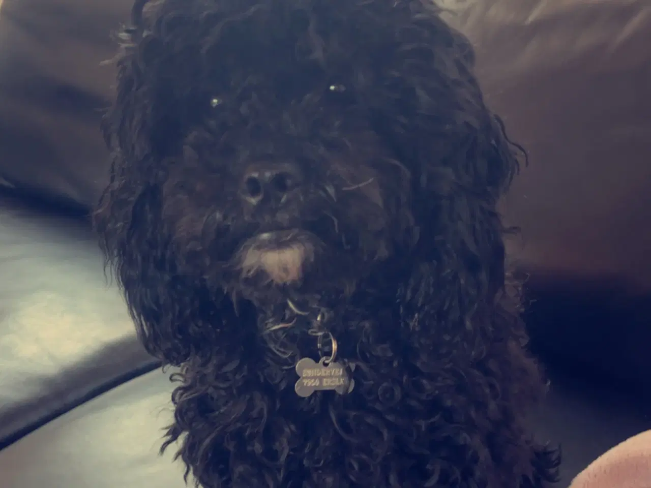 Billede 1 - Milo til avl 