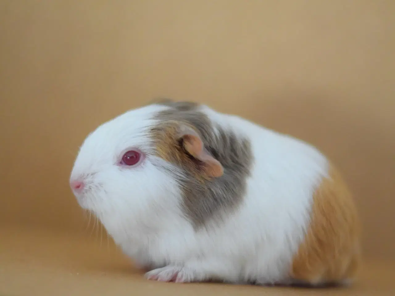 Billede 3 - Marsvin Sheltie