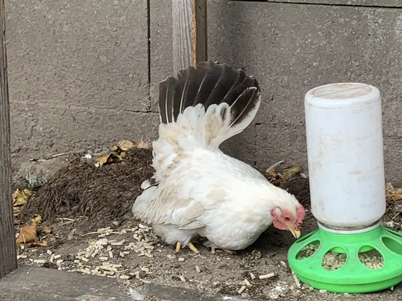 Billede 3 - Chabo kyllinger