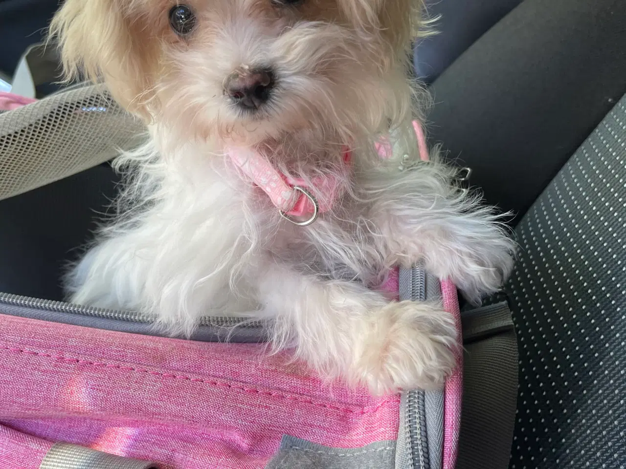 Billede 1 - Sød  miniature/toy Maltipoo salgsklar !