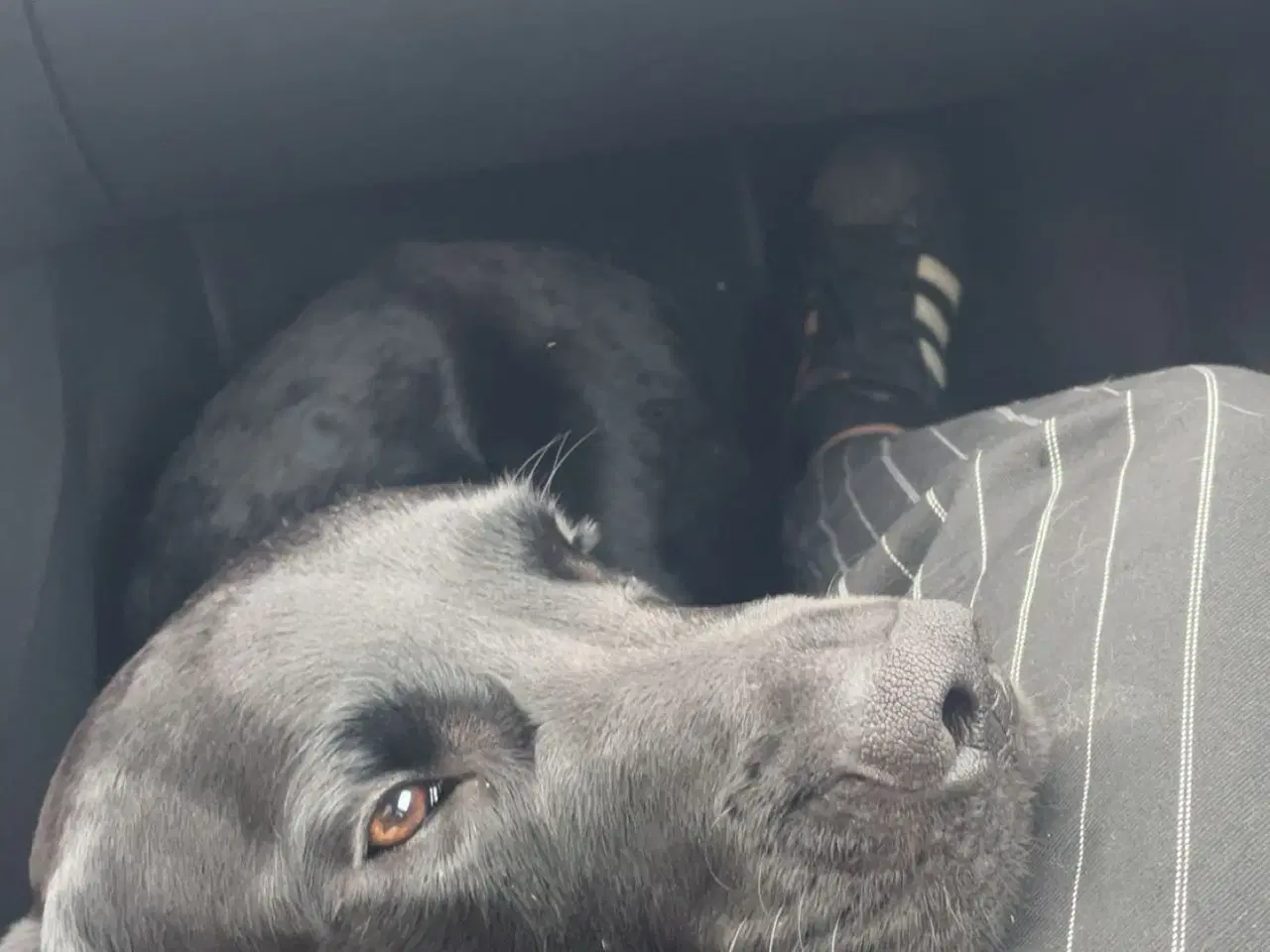 Billede 3 - Hund søger nyt hjem