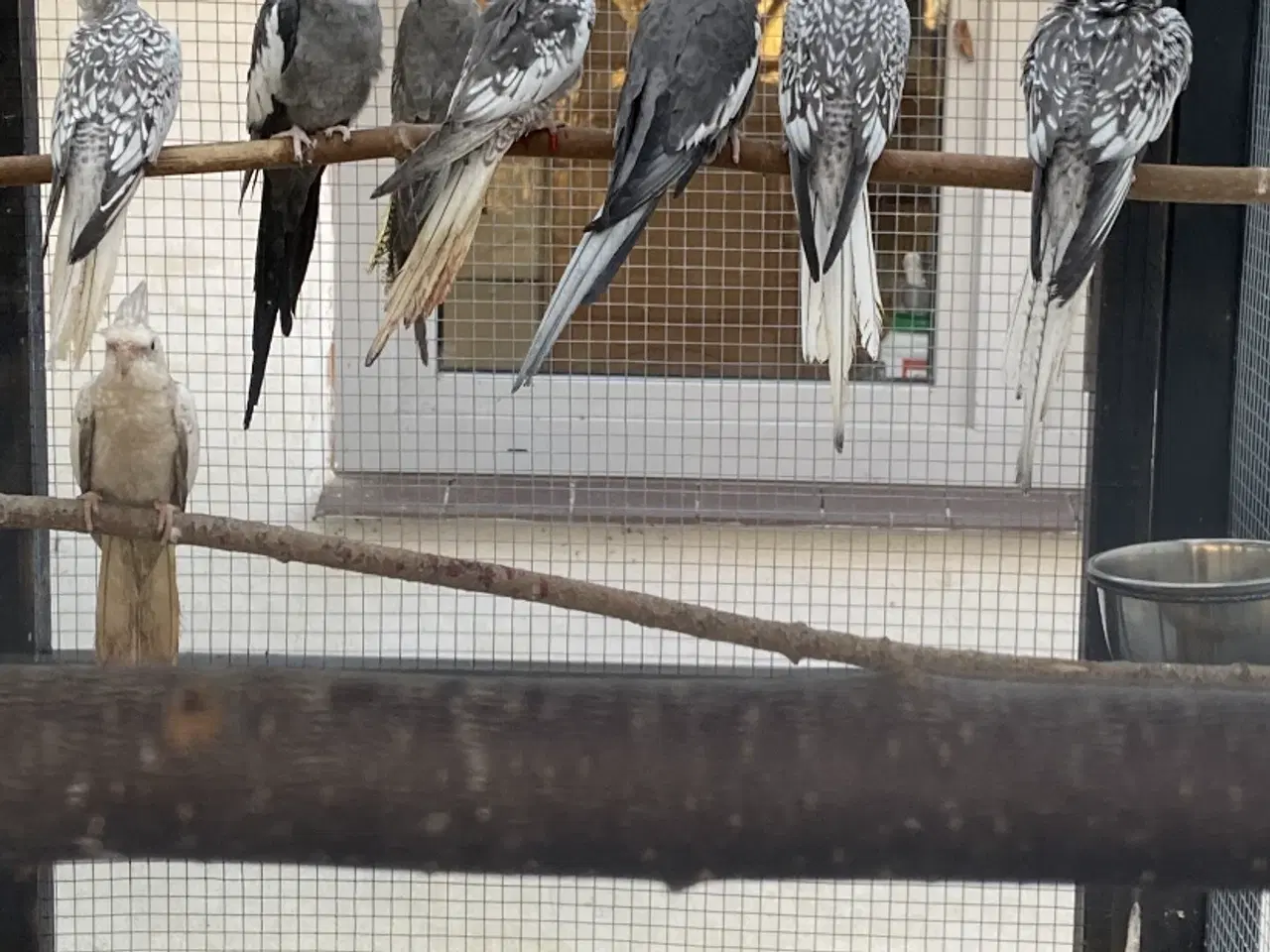 Billede 1 - Nymfeparakit 