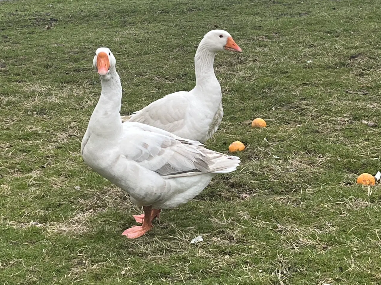 Billede 2 - Et par gæs