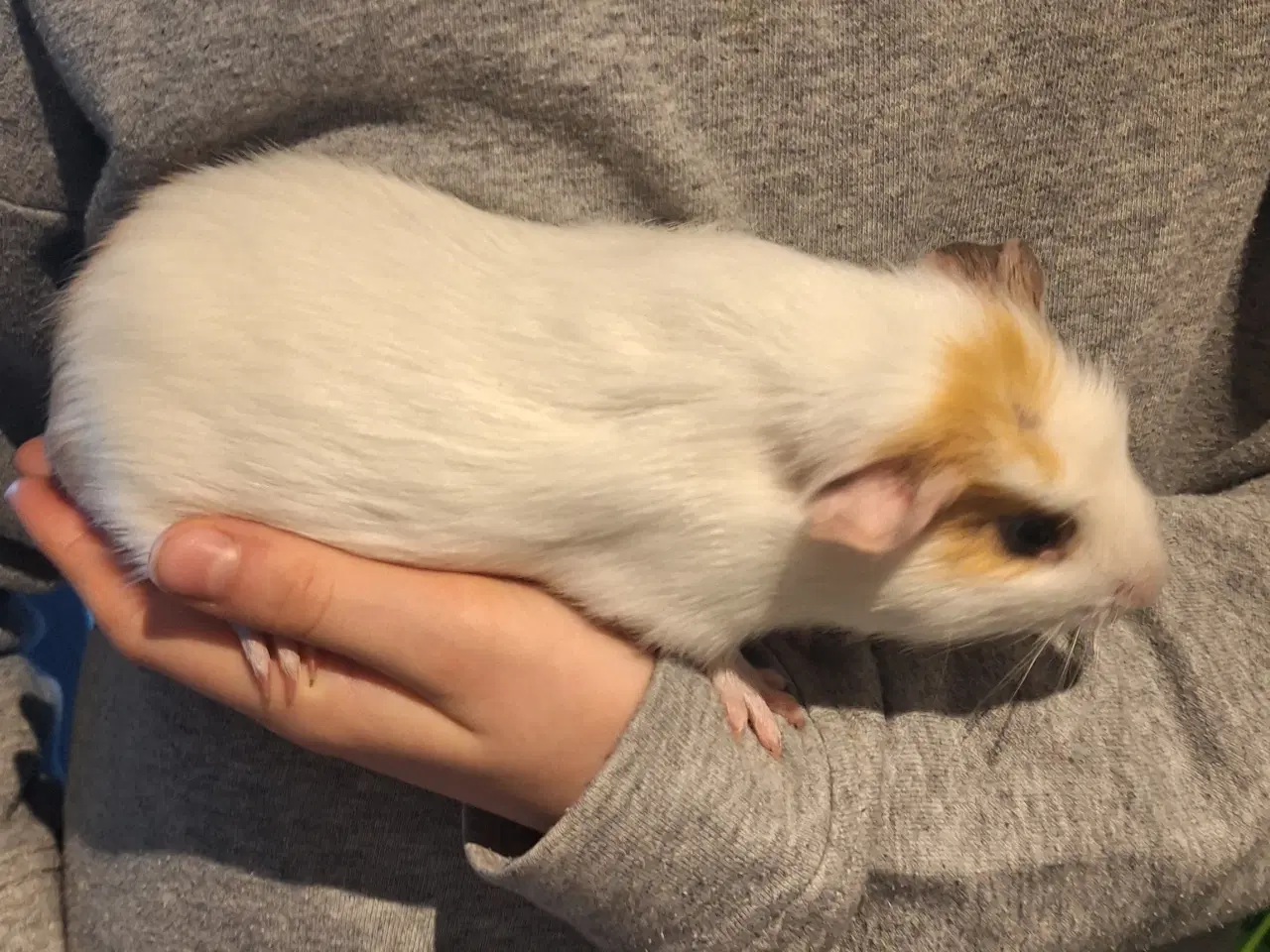 Billede 4 - 2 marsvin sælges