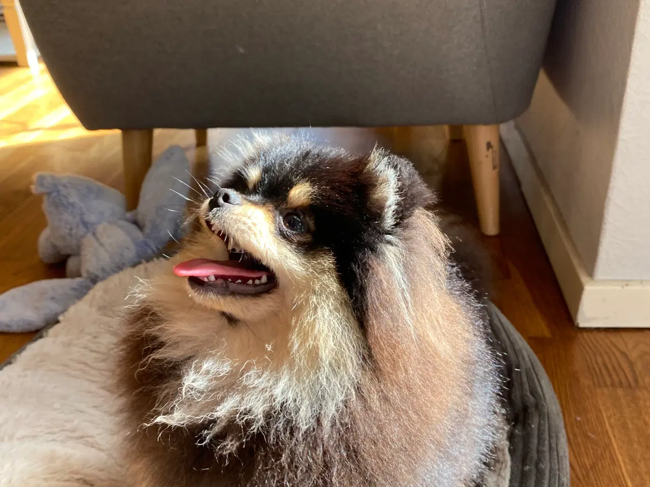 Billede 4 - Pomeranian tæve 