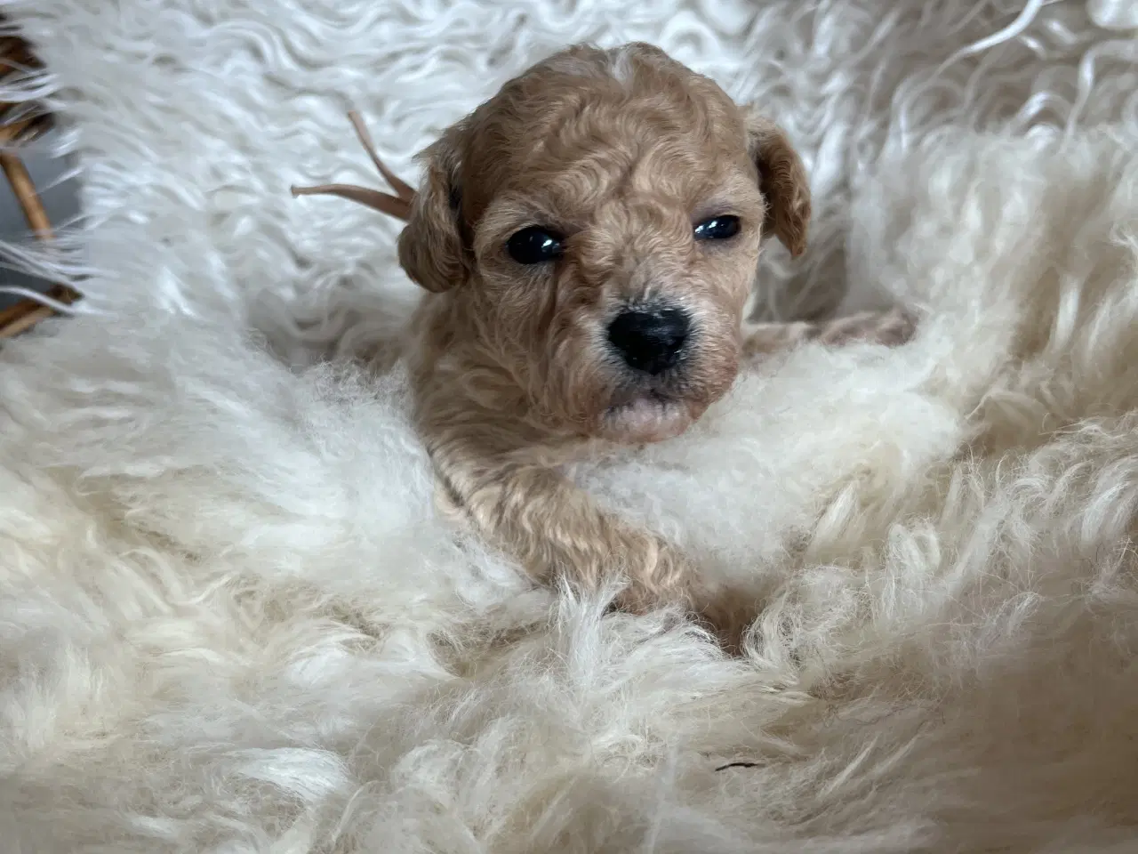 Billede 9 - 🐾 Skønne Poochon hvalpe søger kærlige hjem 🐾