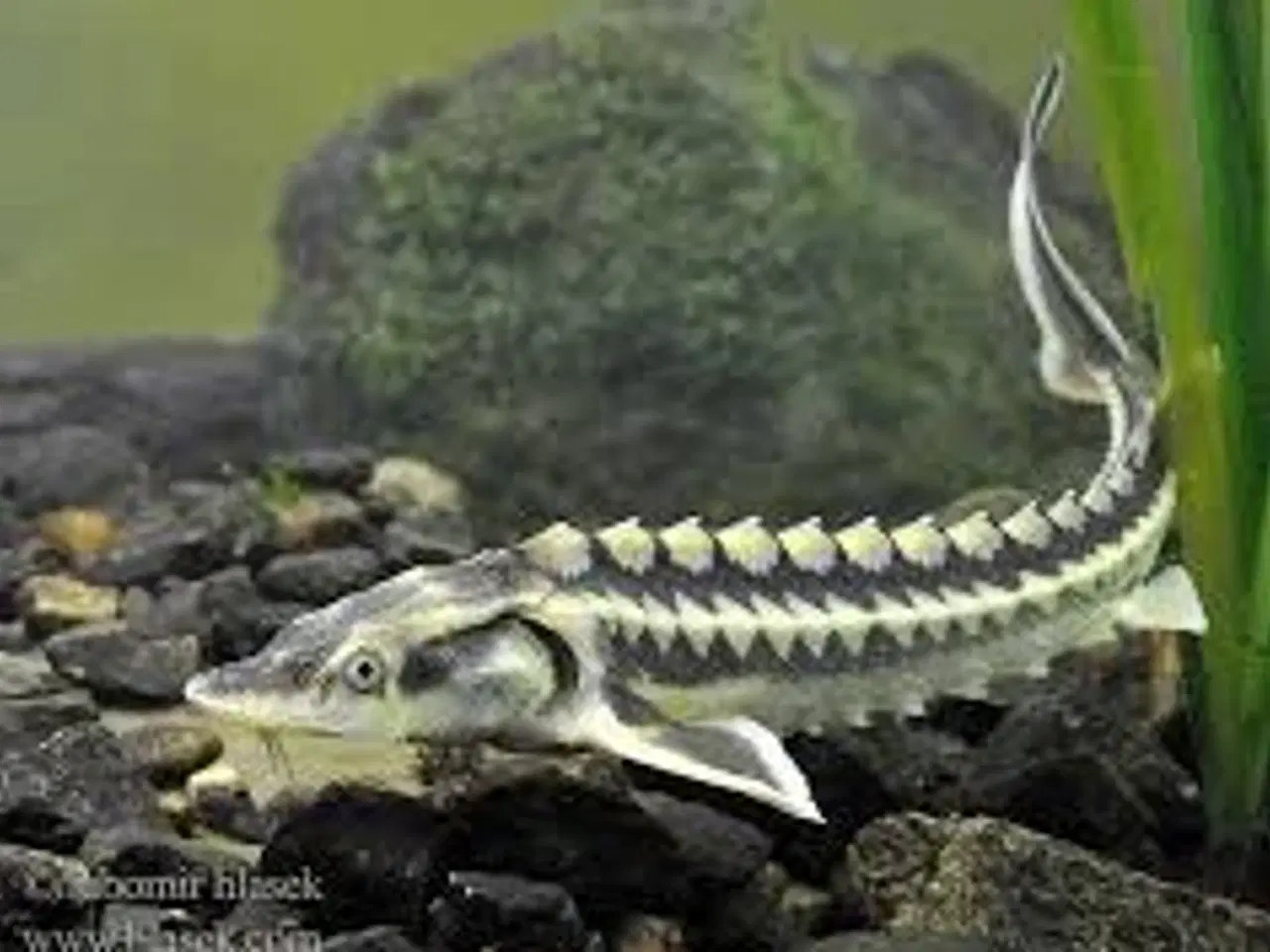 Billede 1 - DIAMANT STØR ((20-25 CM)) FÅ MÆNGDE RABAT