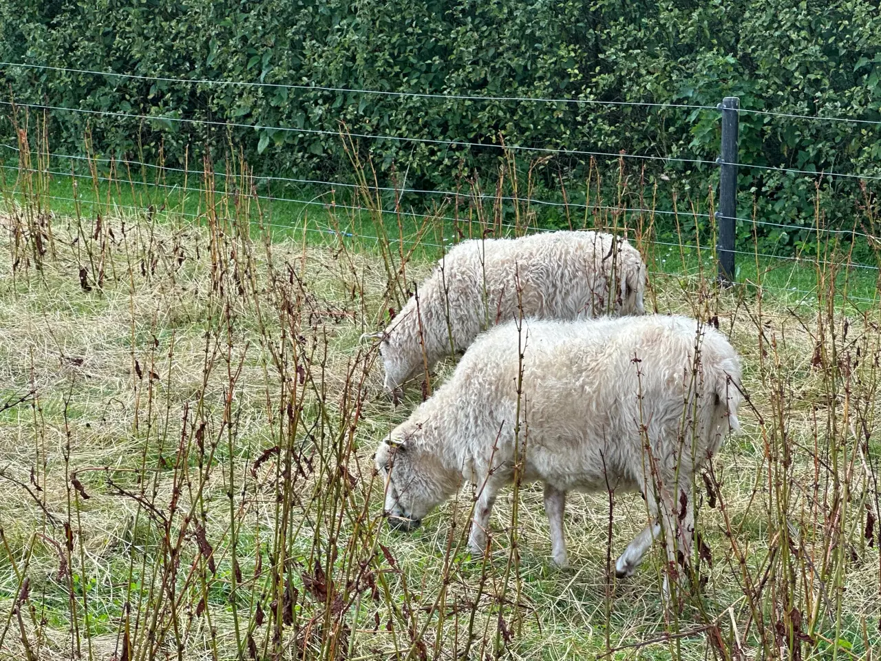 Billede 6 - Spælsau får og gimmer