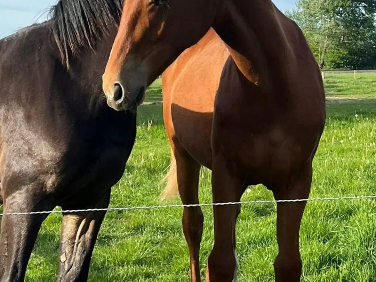 Billede 2 - Hoppeplag sælges 
