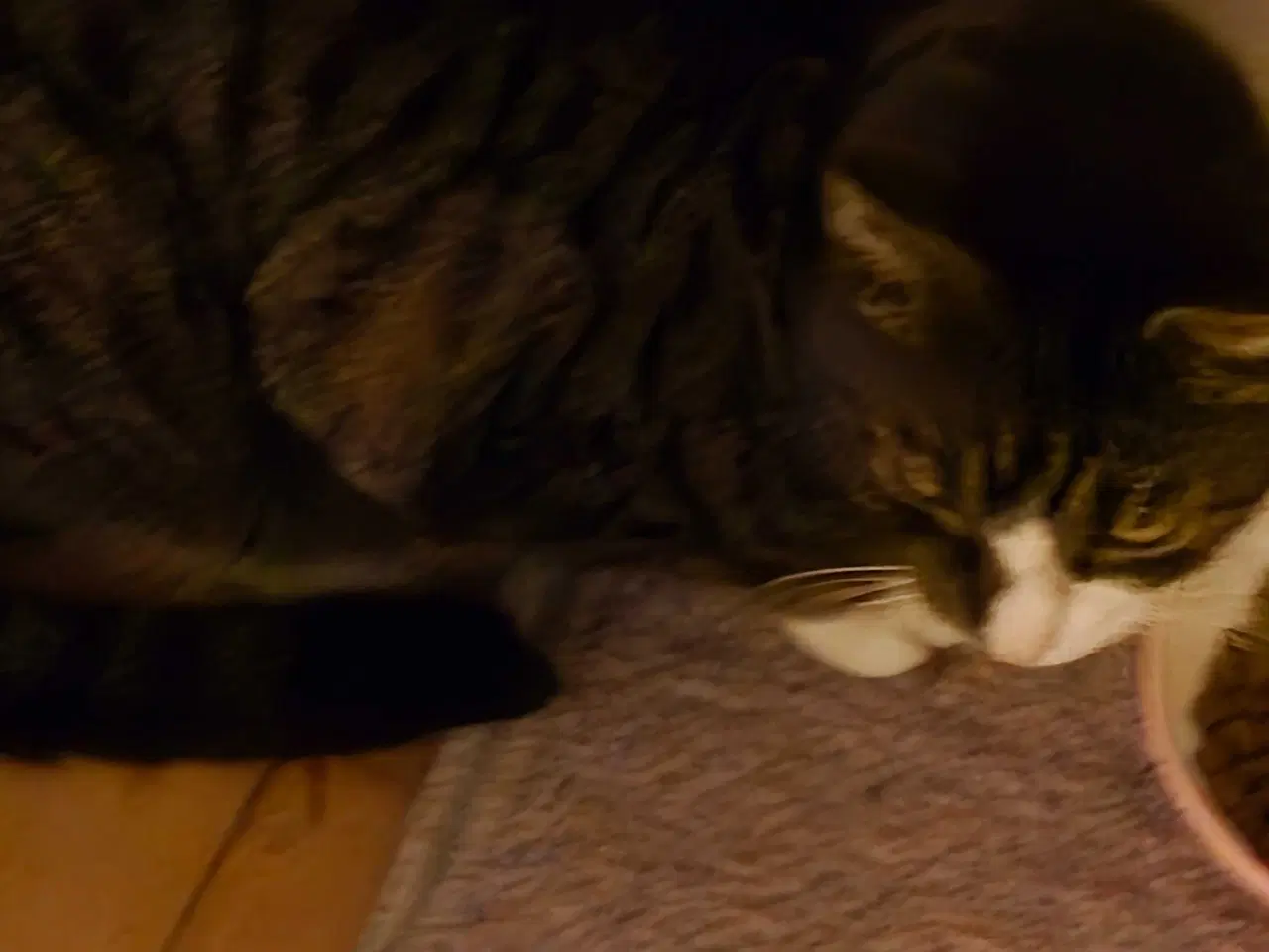 Billede 1 - Super sød kat