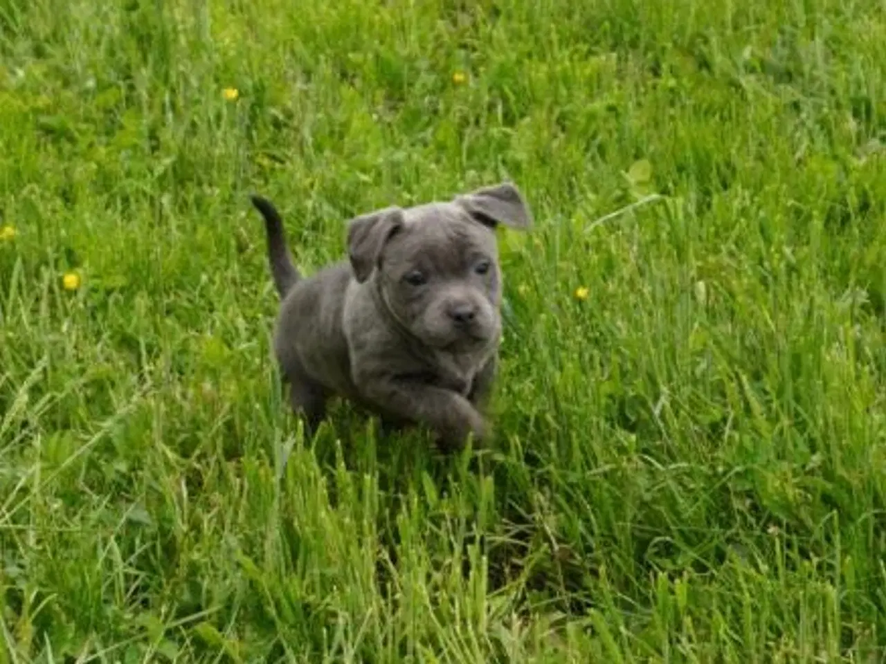 Billede 10 - Engelsk staffordshire bullterrier