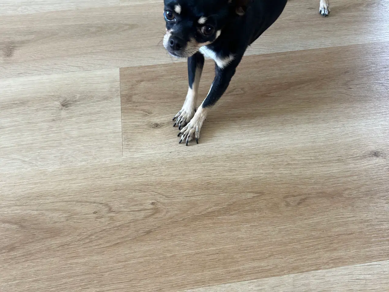 Billede 8 - Chihuahua/yorkshire terrier