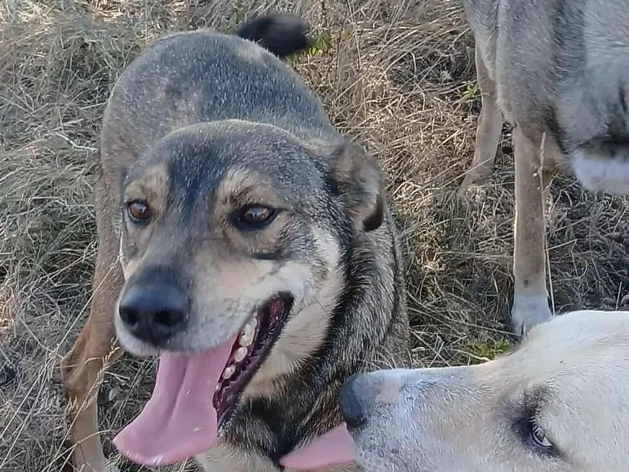 Billede 10 - Sødeste Pane søger familie