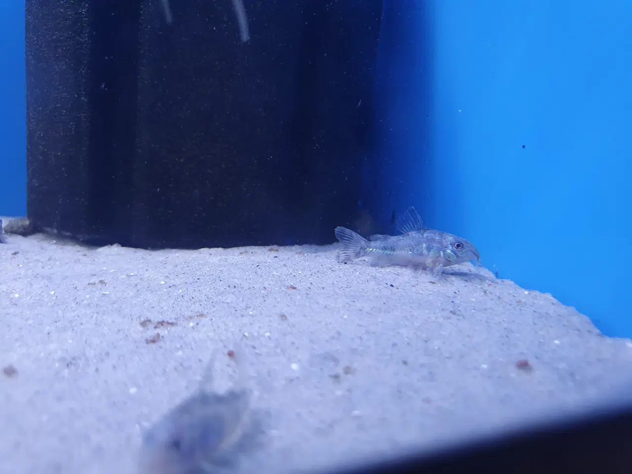 Billede 9 - Plettet pansermaller (Corydoras paleatus)