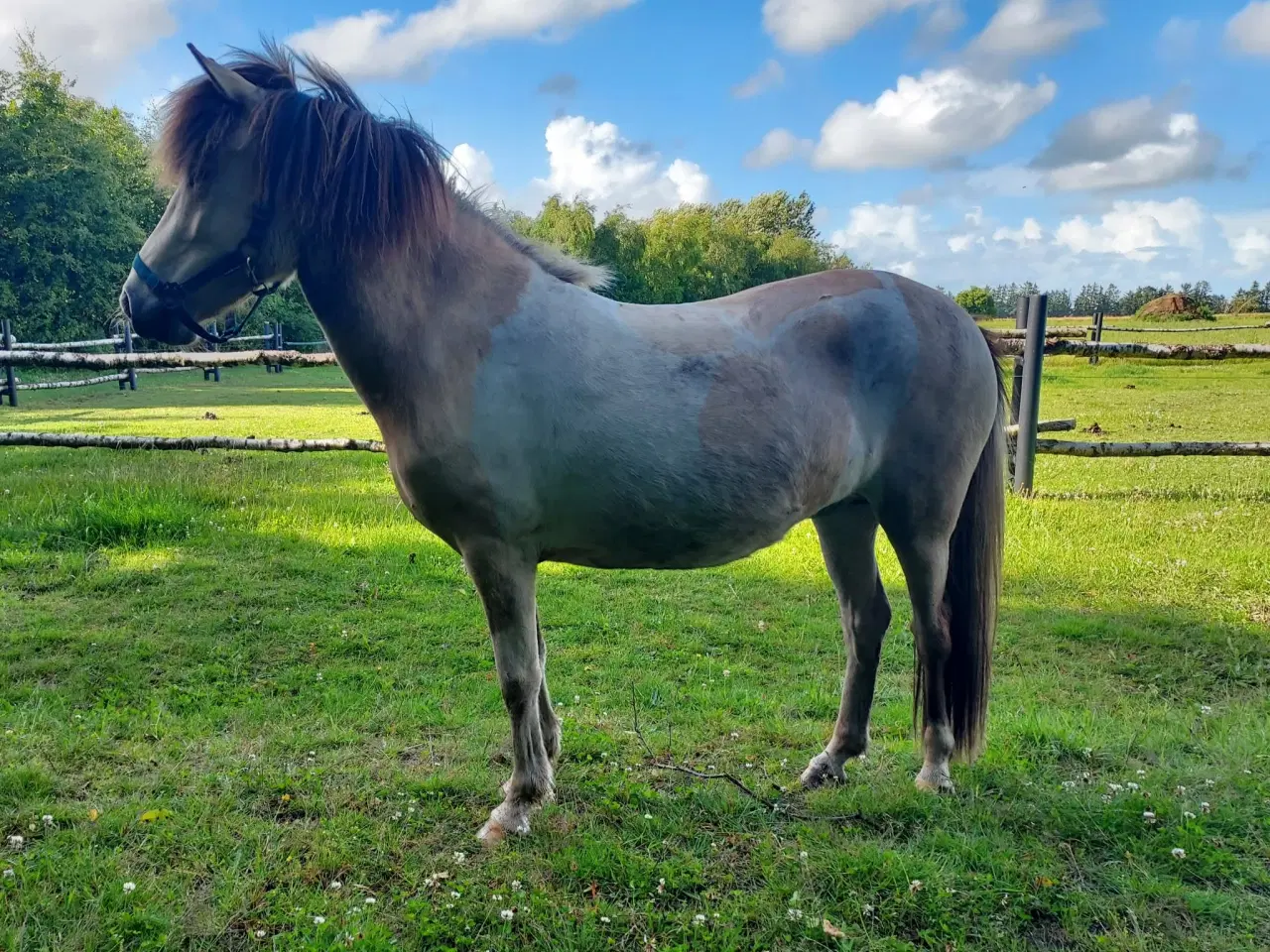 Billede 6 - Unik moldottbroget hoppe med føl