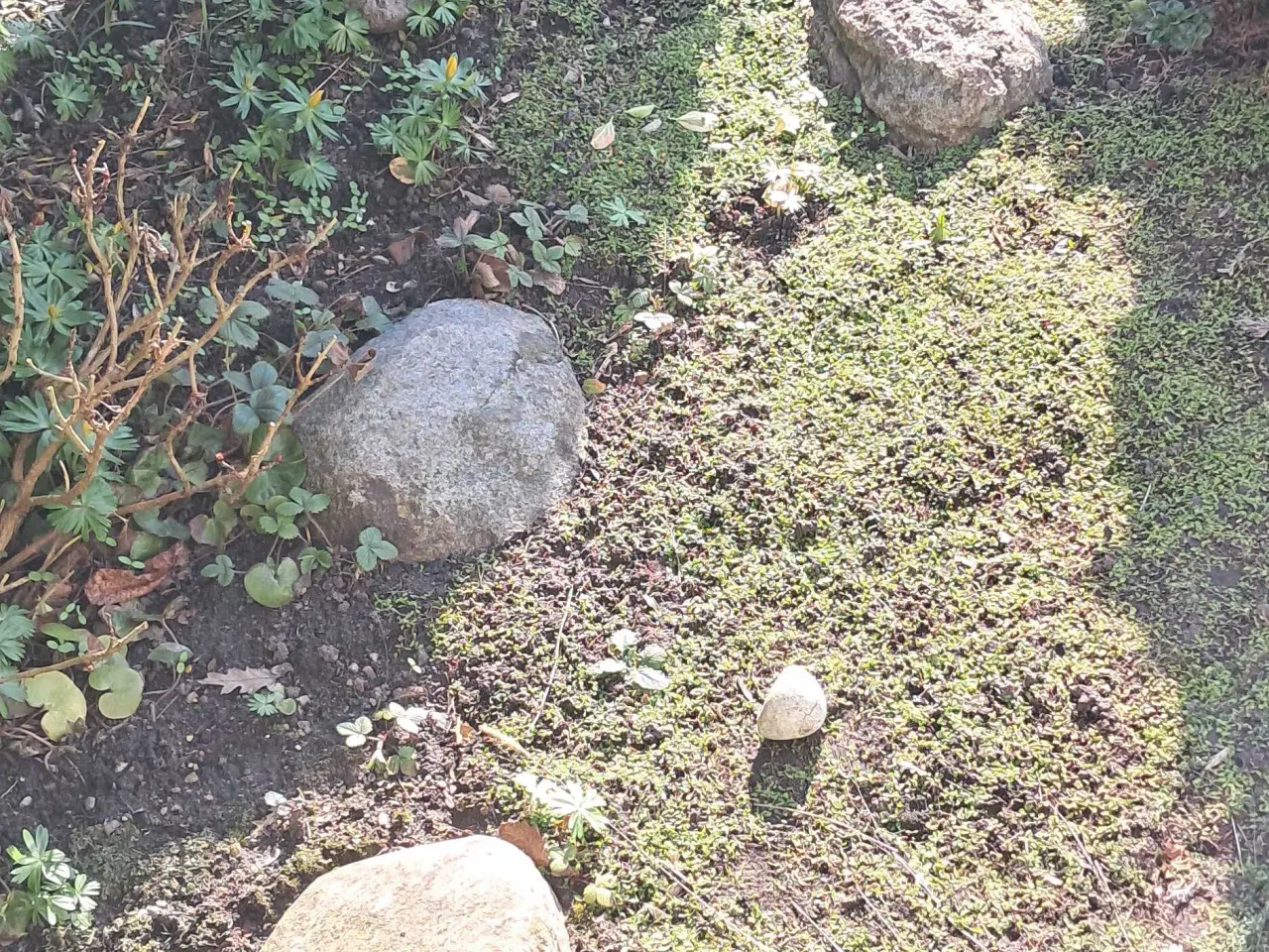 Billede 14 - Boksbom og gratis havesten