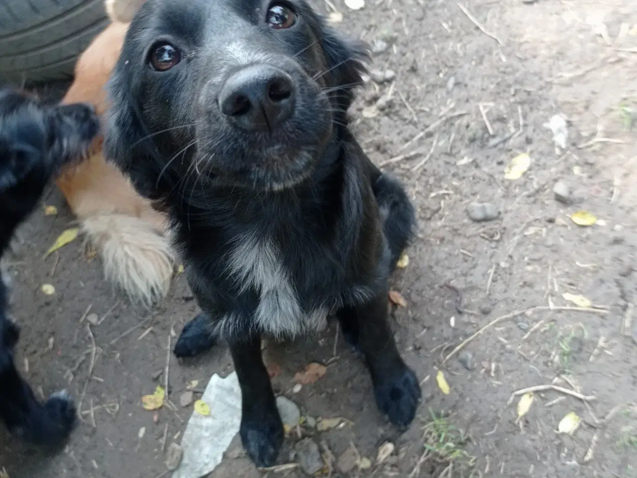 Billede 3 - Astrid -  hvalp med appetit på livet