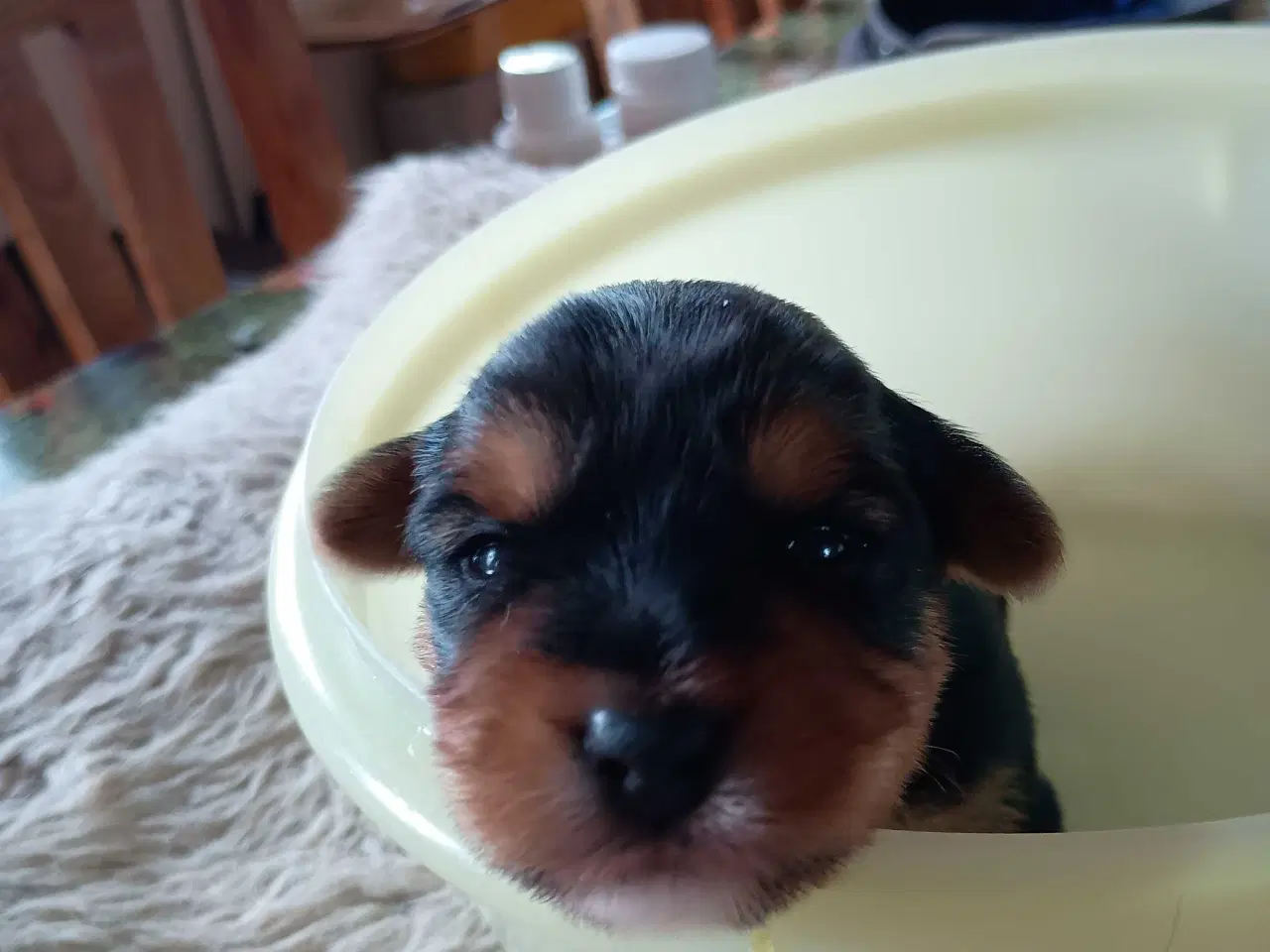Billede 2 - Yorkshire Terrier hvalpe 