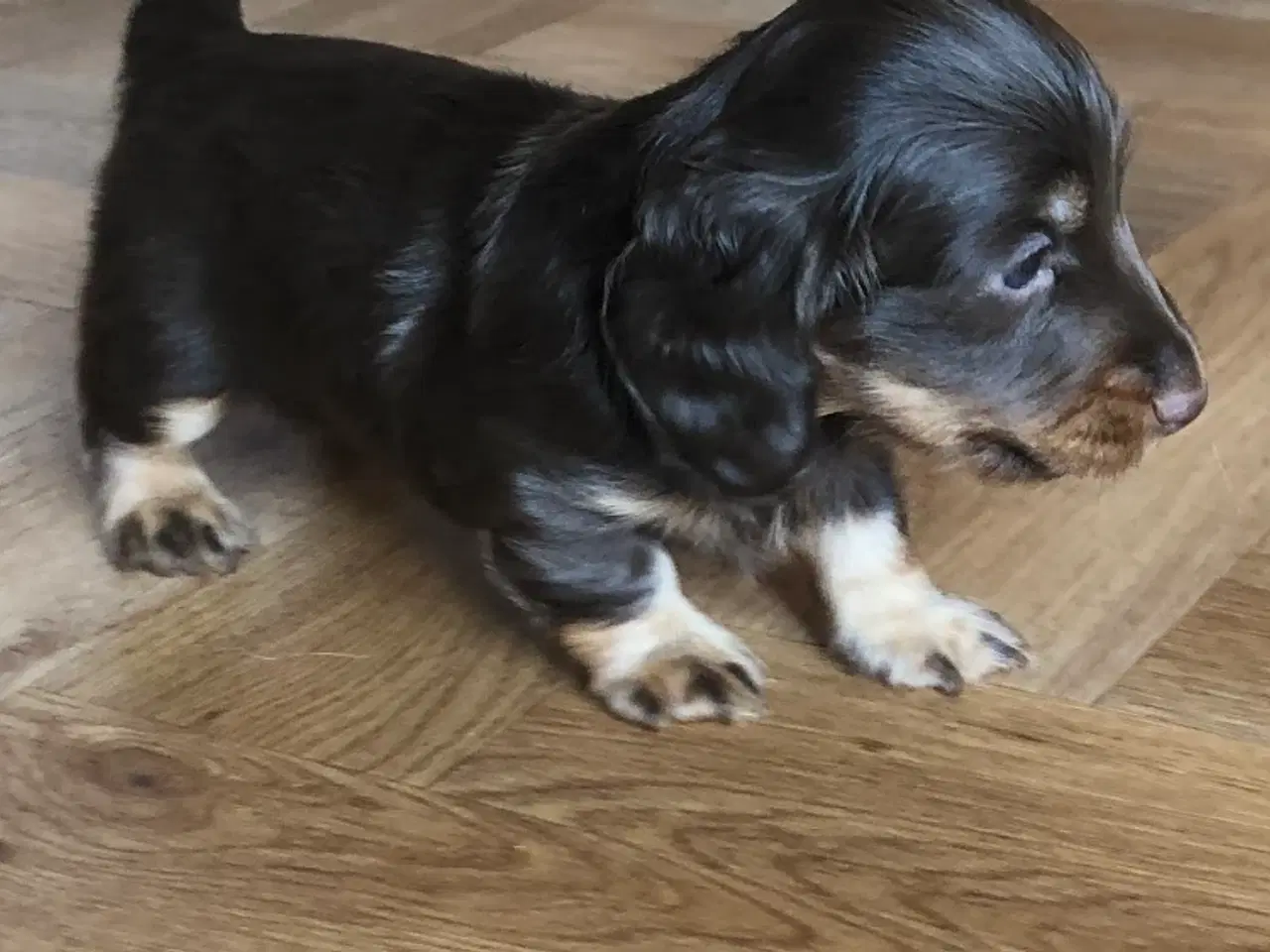 Billede 5 - Langhåret miniature gravhunde hvalpe