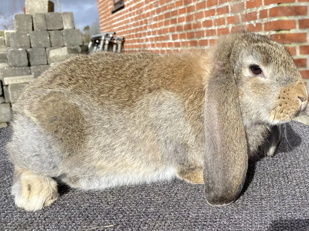 Billede 12 - FRANSK VÆDDER HUN VILDTGRÅ