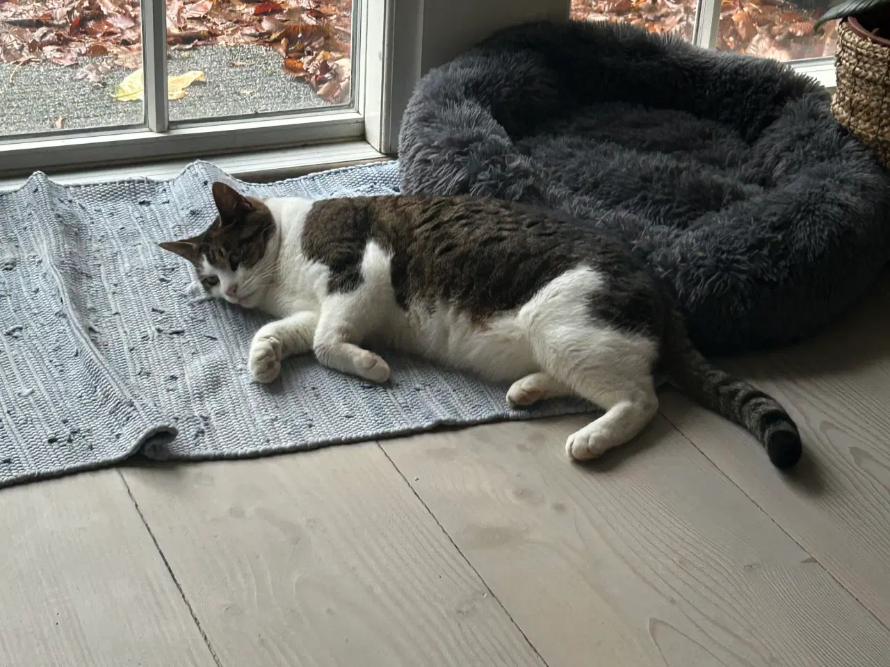 Billede 2 - Sød huskat bortgives til godt hjem