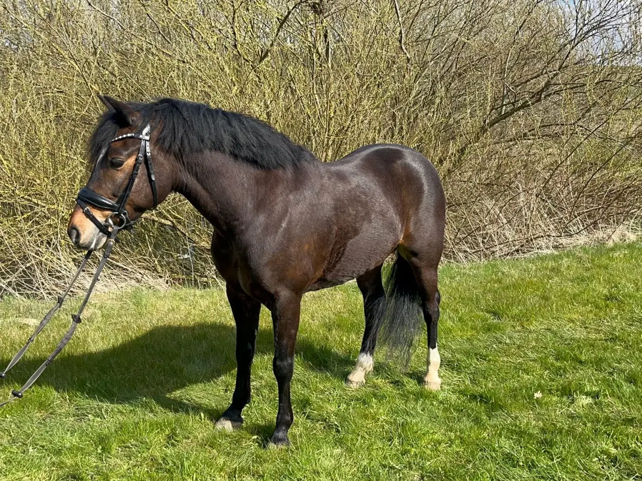 Billede 4 - Allround 2’er pony søger sin nye familie 