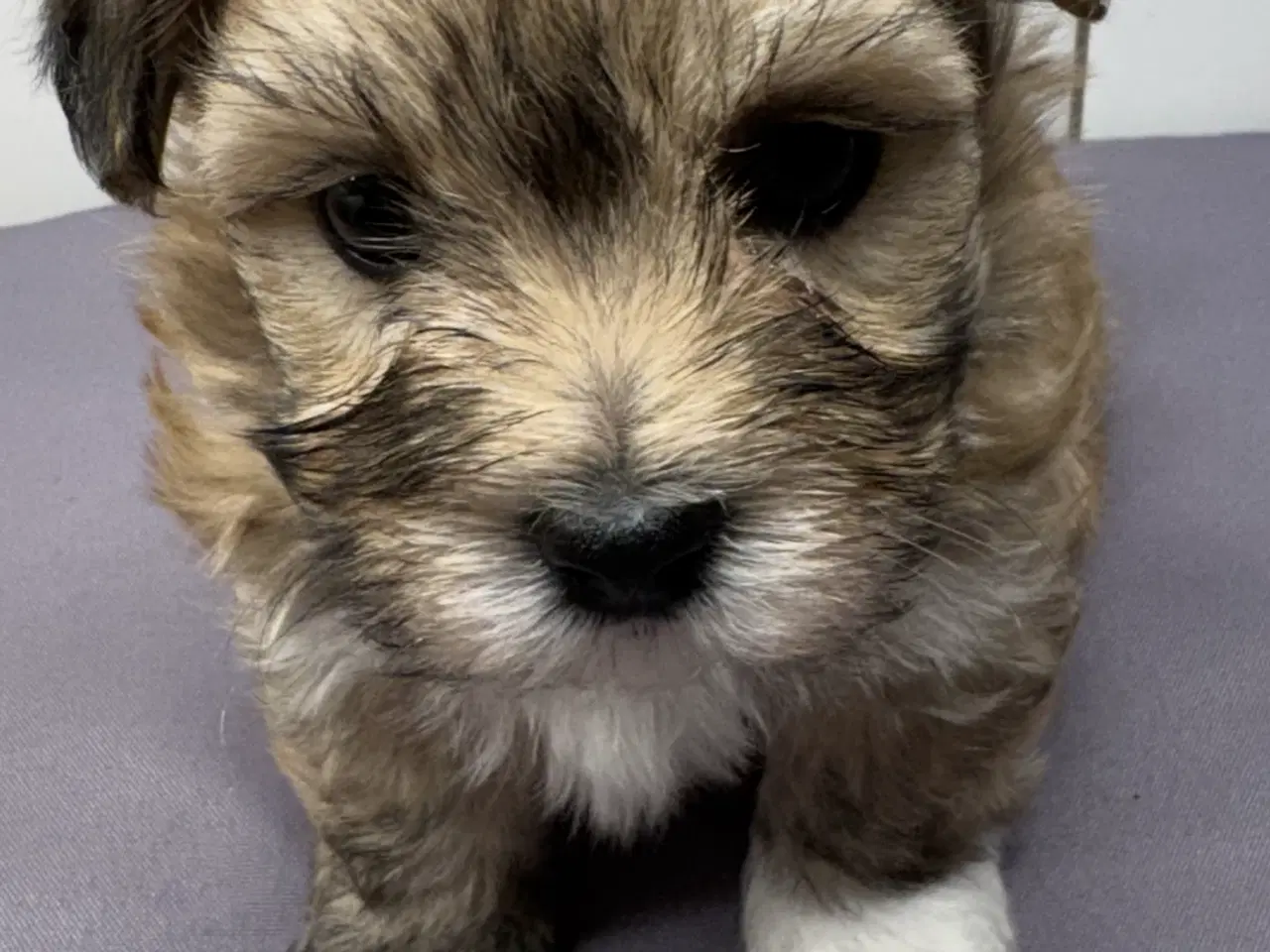 Billede 6 - Bichon Havanais hvalpe 