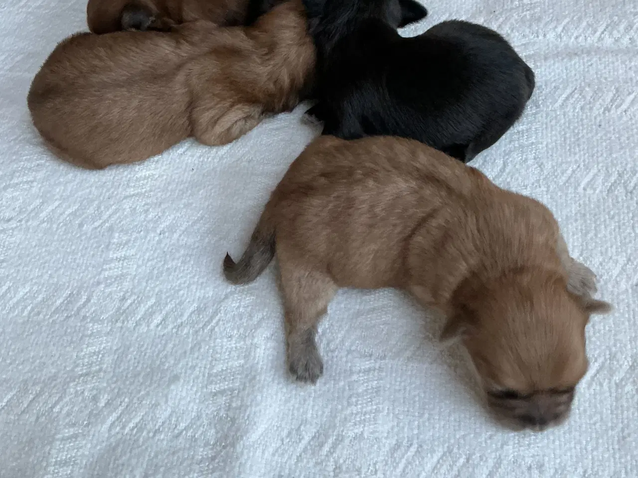 Billede 2 - Bichon havanaiser hvalpe