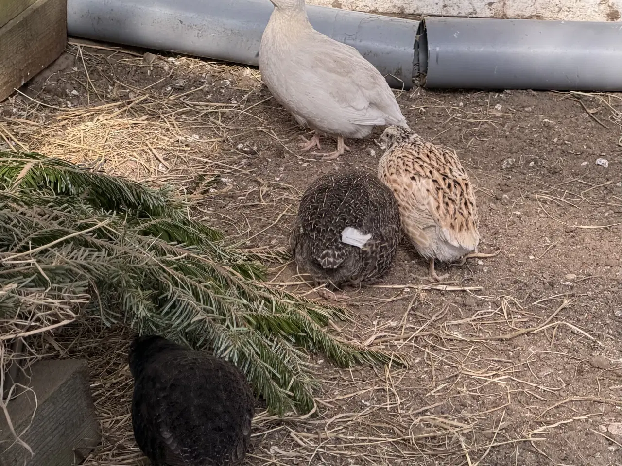 Billede 13 - Vagtel rugeæg 