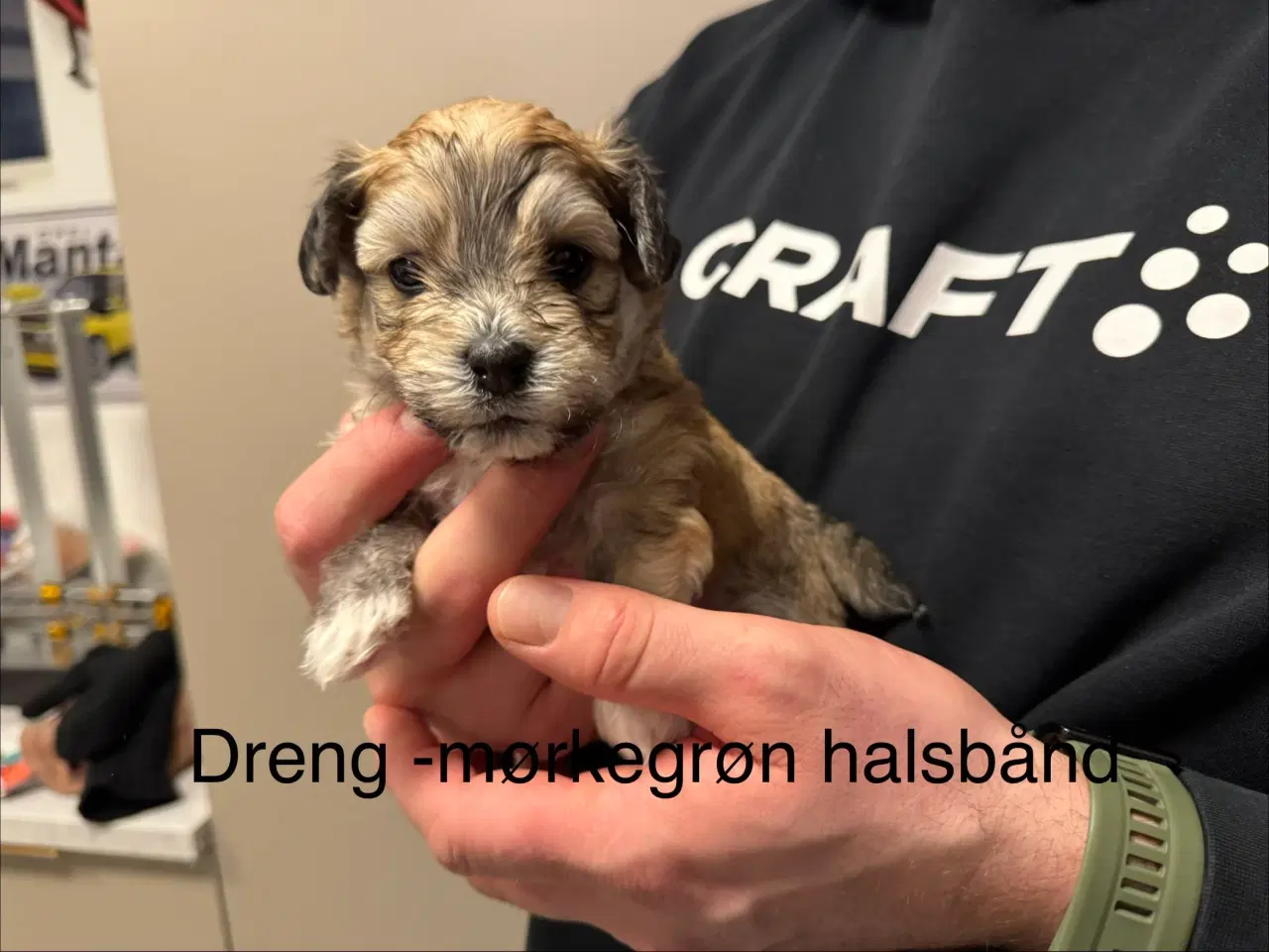 Billede 3 - Bichon havanais 2 hunner og 2 hanner 