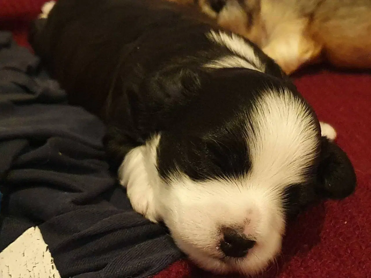 Billede 6 - Bison Havanaishvalpe 7 uger