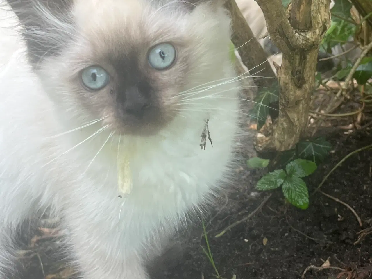 Billede 3 - Ragdoll killinger salgsklare d.16/8
