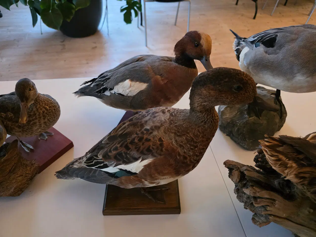 Billede 7 - Svømmeænder sælges samlet eller hver for sig