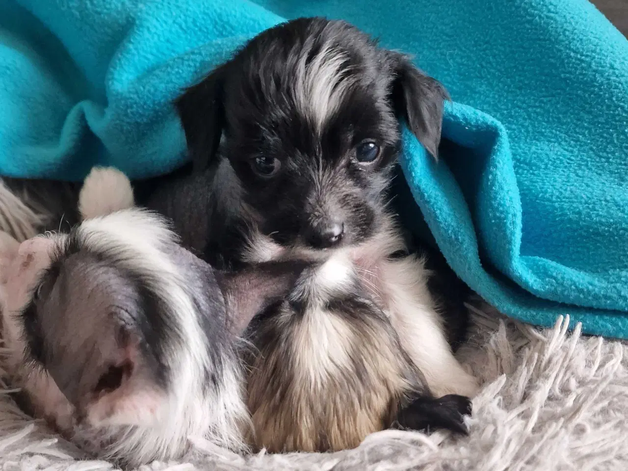 Billede 6 - Chinese crested/chihaua Hundehvalp, hårløs han