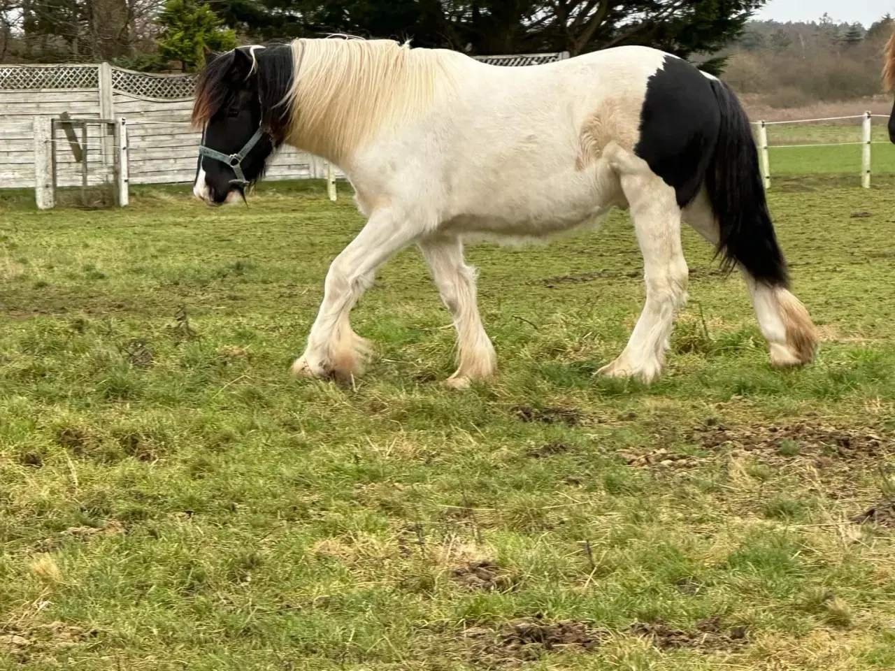 Billede 9 - Sød ung hingst byttes evt til anden hest/pony