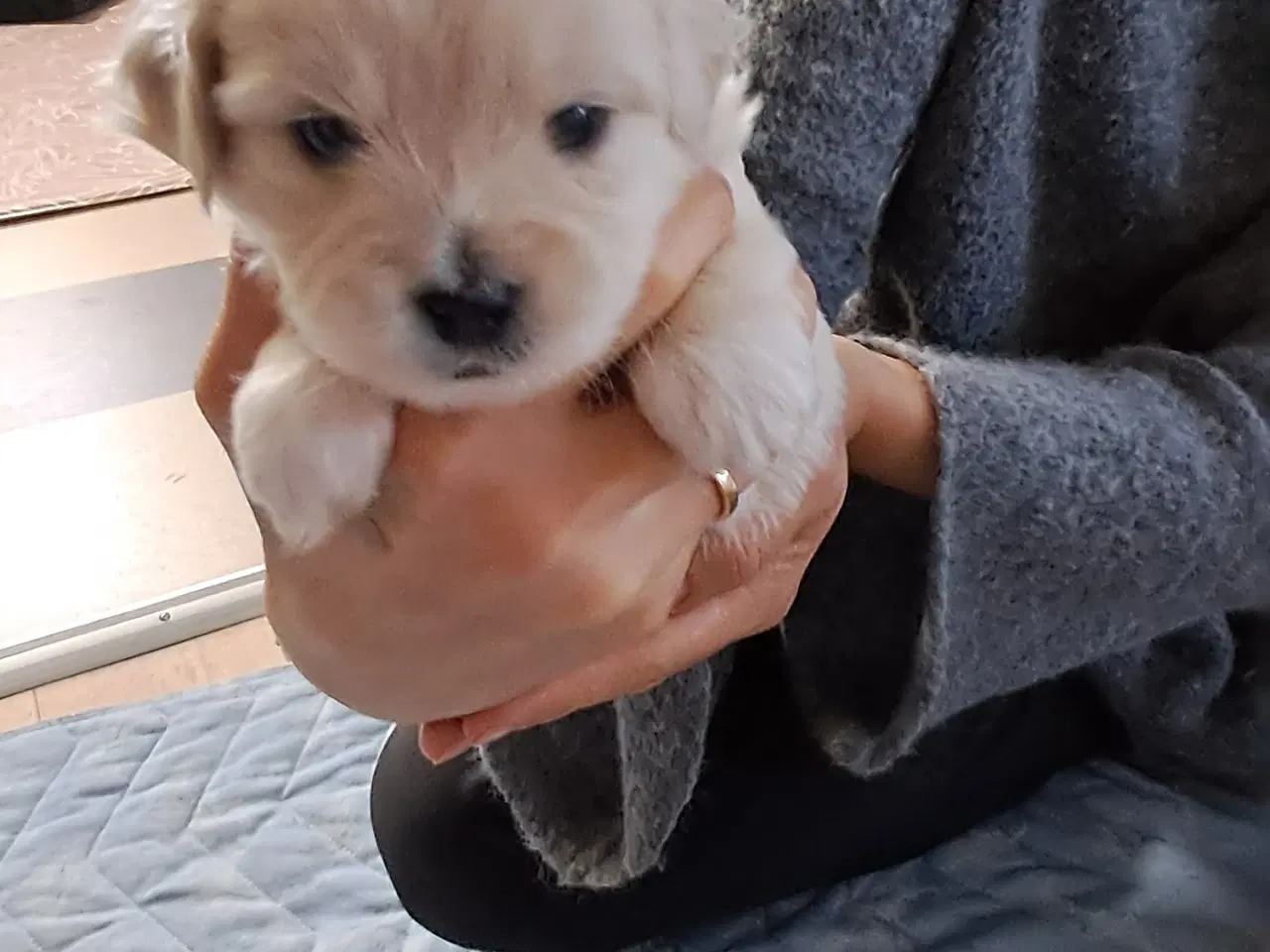 Billede 14 - Malteser blanding lille hund.