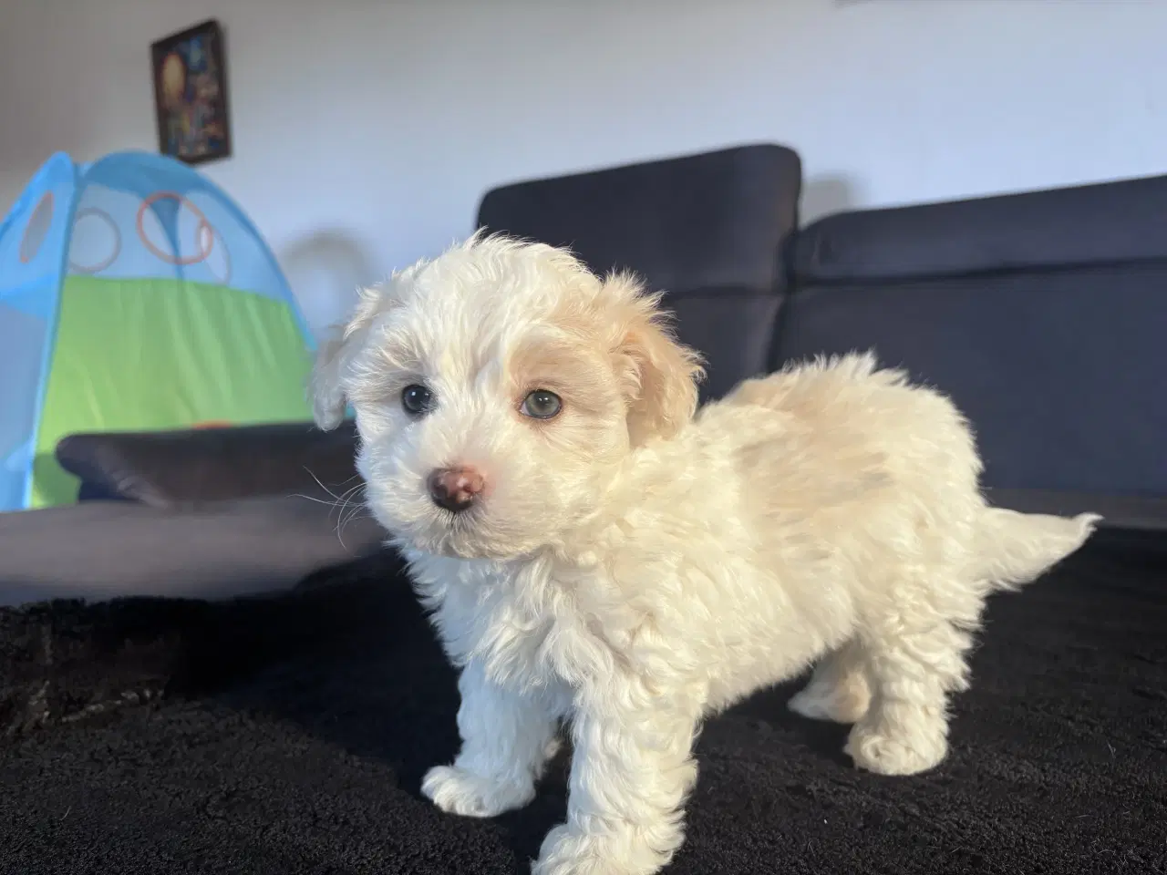 Billede 6 - Maltipoo Puddel Maltese