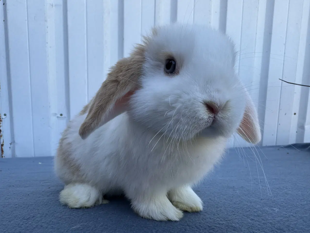Billede 1 - 🐰 Dværgvædder hun-kaniner til salg 🐰