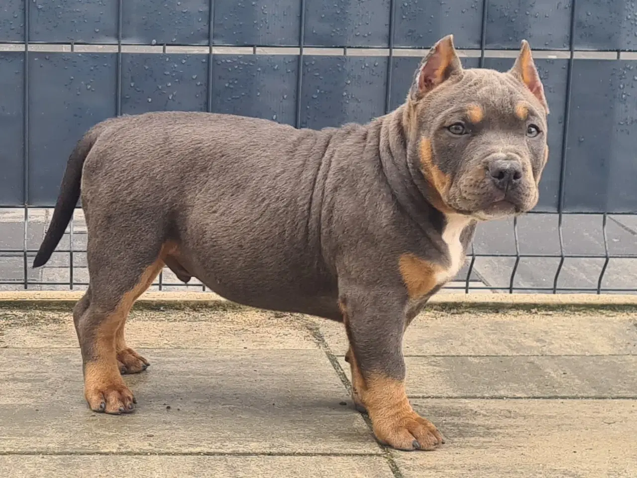 Billede 2 - American Bully Dreng blutricolor