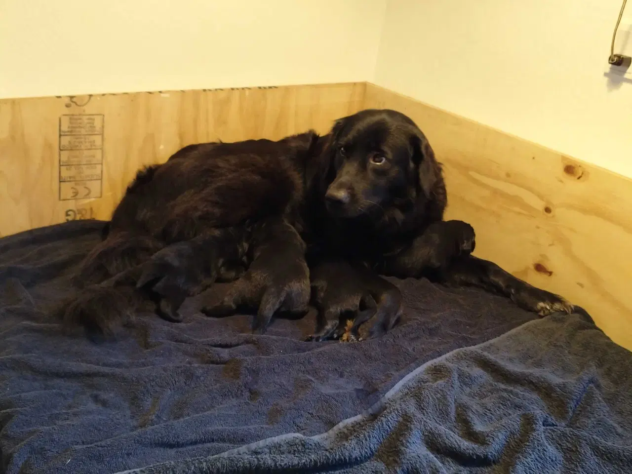 Billede 10 - Hvalpe fra den mest rolige familie hund