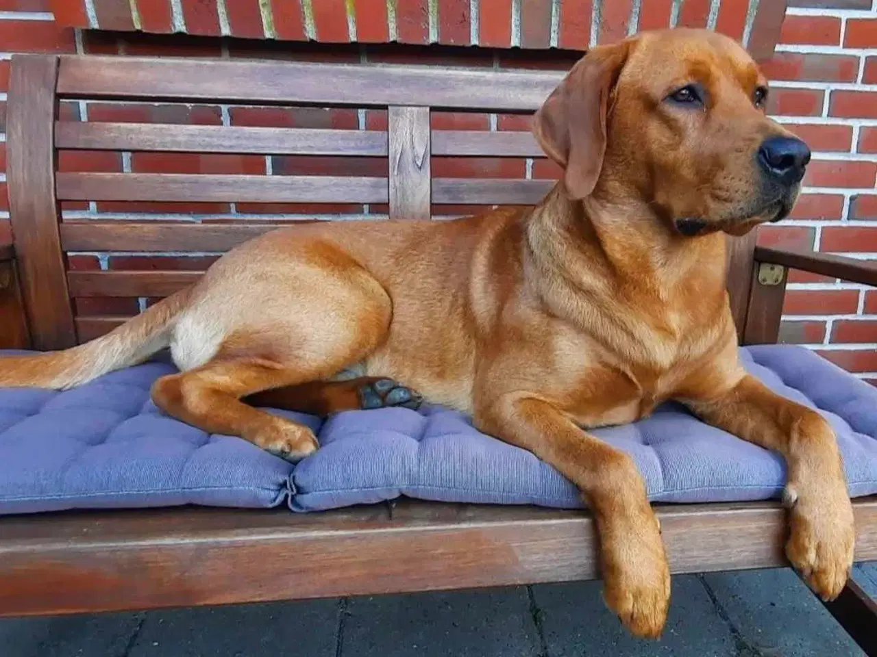 Billede 3 - Dexter tilbydes til parring