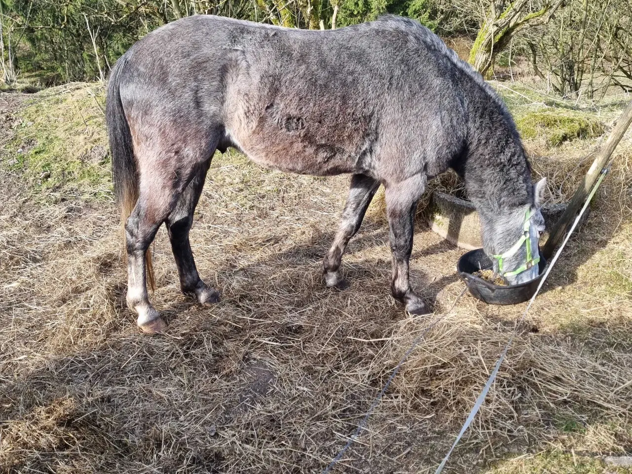 Billede 3 - 3 års welsh hingst 