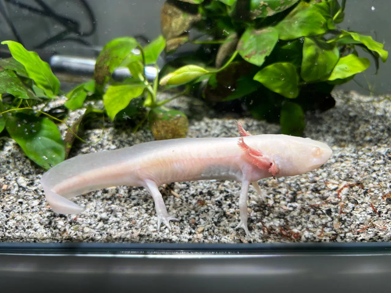 Billede 1 - Axoloti